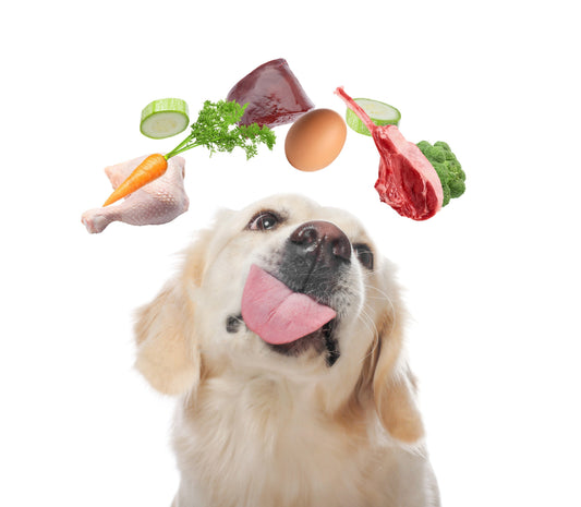 Dog-Safe Foods: Healthy Fruits, Vegetables & Smart Ways to Support Daily Nutrition