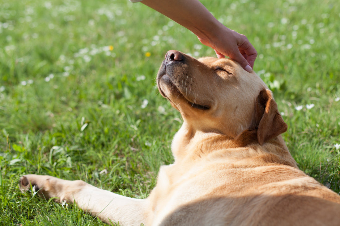Why Combining MULTI + CALM + GLOW + PURE + FLEX Makes Your Dog a Real-World Biohacker
