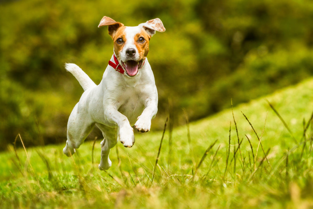 Mobility Is Freedom — How FLEX and PURE Redefine Modern Canine Health