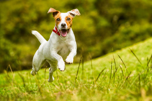 Mobility Is Freedom — How FLEX and PURE Redefine Modern Canine Health