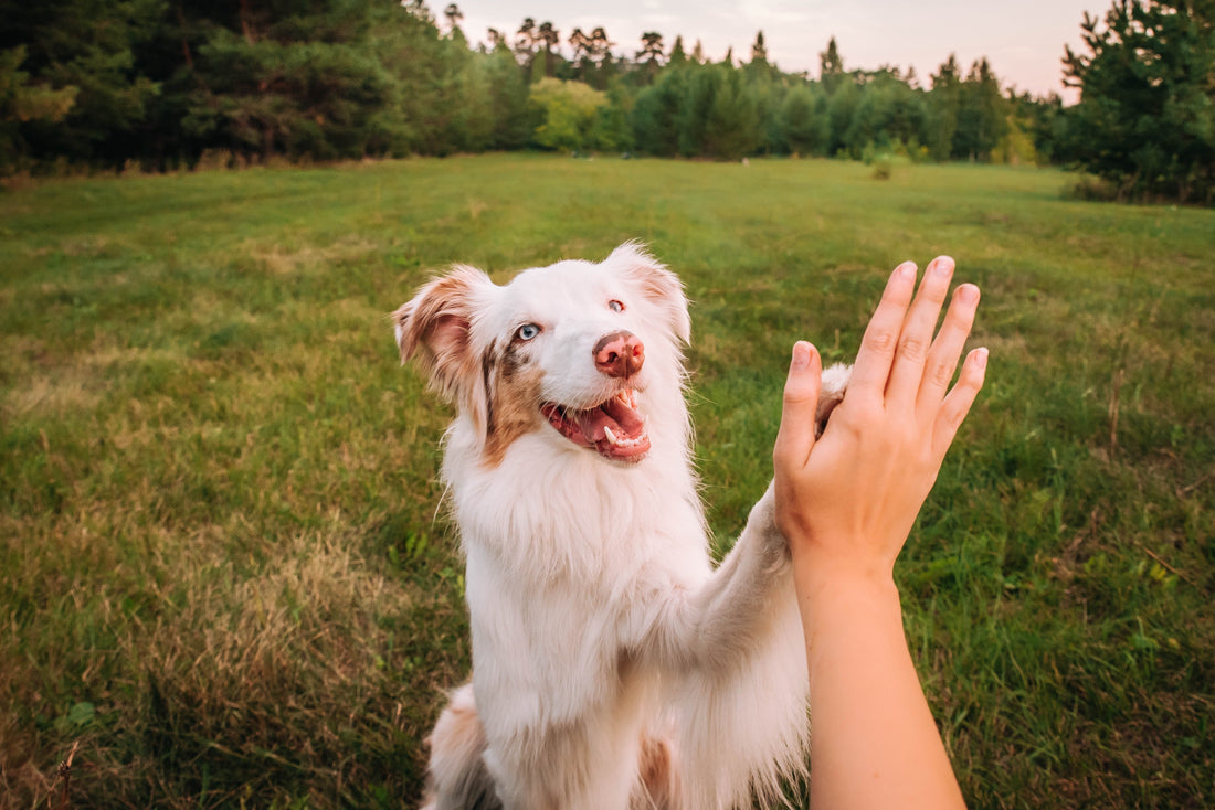 The Science of Longevity — How Daily Nutrition Extends Your Dog’s Life