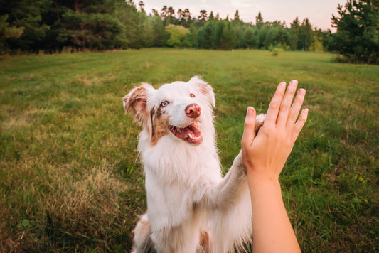 The Science of Longevity — How Daily Nutrition Extends Your Dog’s Life